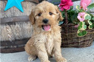 Philip - puppy for sale