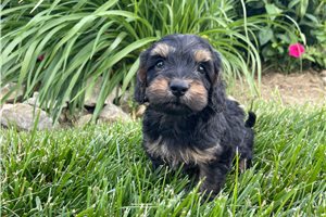 Leon - puppy for sale