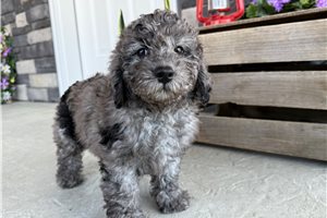 Mila - Goldendoodle, Mini for sale