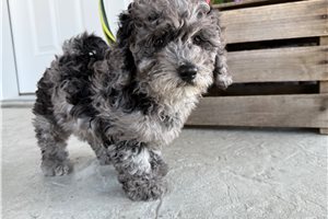 Maria - Goldendoodle, Mini for sale