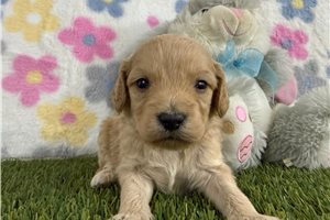 James - puppy for sale