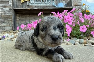 Zinnia - Goldendoodle, Mini for sale