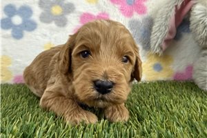 Joseph - puppy for sale