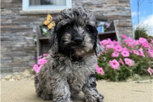 Zorro - Goldendoodle, Mini for sale