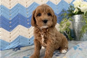 Jillian - Goldendoodle, Mini for sale