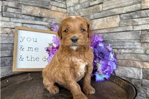 Ozzy - puppy for sale