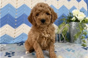Jenny - Goldendoodle, Mini for sale
