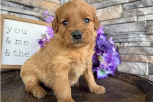 Ollie - puppy for sale