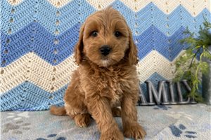Joseph - Goldendoodle, Mini for sale