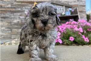 Zane - Goldendoodle, Mini for sale