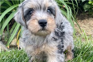 Link - puppy for sale