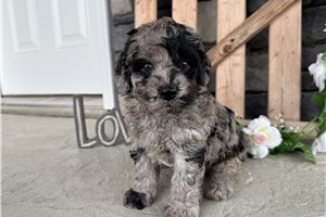 Darwin - Goldendoodle, Mini for sale