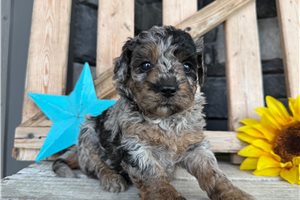Zachary - Goldendoodle, Mini for sale