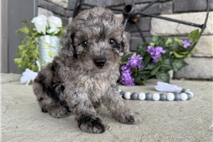Slater - Goldendoodle, Mini for sale