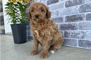 Ocean - Goldendoodle, Mini for sale