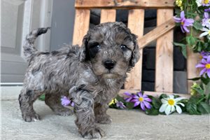 Otto - Goldendoodle, Mini for sale