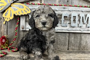 Cooper - puppy for sale