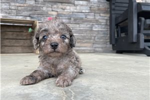 Lucy - Goldendoodle, Mini for sale
