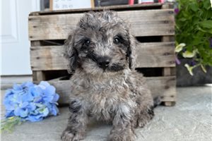 Sonic - Goldendoodle, Mini for sale