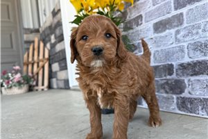 Ophelia - Goldendoodle, Mini for sale