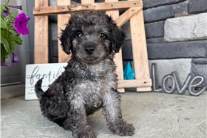Savannah - Goldendoodle, Mini for sale