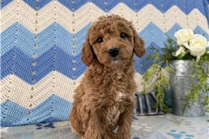 Juliet - Goldendoodle, Mini for sale