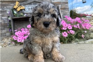 Zamboni - puppy for sale