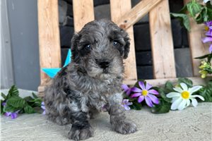 Omar - Goldendoodle, Mini for sale