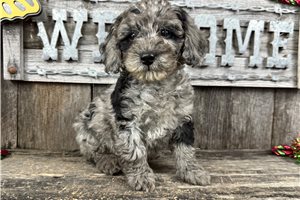 Carter - puppy for sale