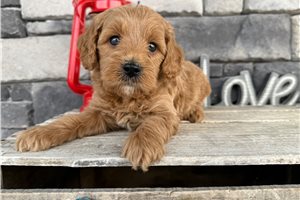 Joseph - Goldendoodle, Mini for sale