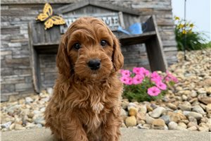 Oakland - Goldendoodle, Mini for sale