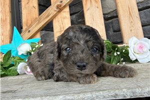 Orion - puppy for sale
