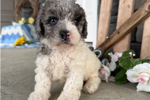 Dottie - puppy for sale