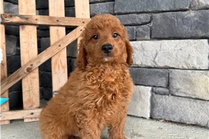 Otis - Goldendoodle, Mini for sale