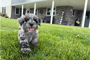Omar - Goldendoodle, Mini for sale