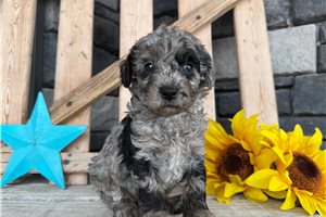 Zinnia - Goldendoodle, Mini for sale
