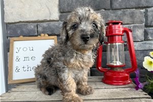 Shane - Goldendoodle, Mini for sale
