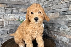 Jersey - Goldendoodle, Mini for sale