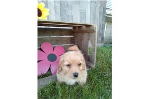 Sawyer - Goldendoodle, Mini for sale