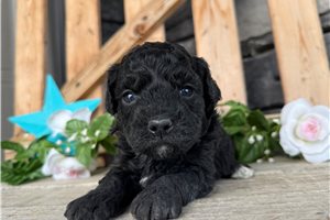 Oakley - puppy for sale