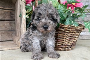 Leslie - puppy for sale