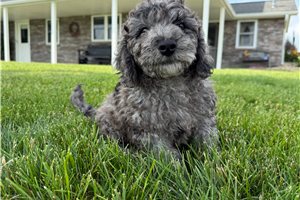Onyx - Goldendoodle, Mini for sale