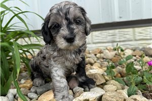 Mary - puppy for sale