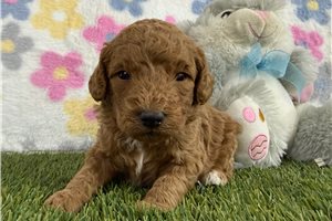 Josiah - puppy for sale