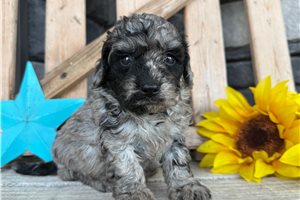 Zorro - Goldendoodle, Mini for sale