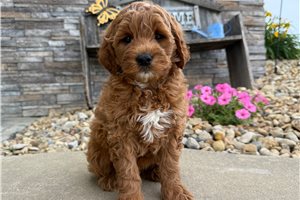 Ozzy - Goldendoodle, Mini for sale