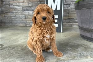 Ocean - Goldendoodle, Mini for sale