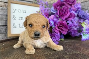 Octavia - puppy for sale