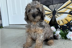 Shane - Mini Goldendoodle for sale