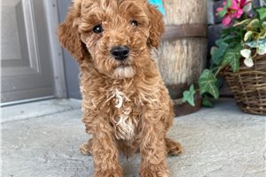 Princeton - puppy for sale